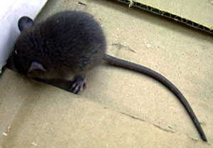 ネズミの赤ちゃん